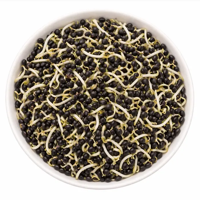 Semillas de Micro Cebollines (1 Libra)